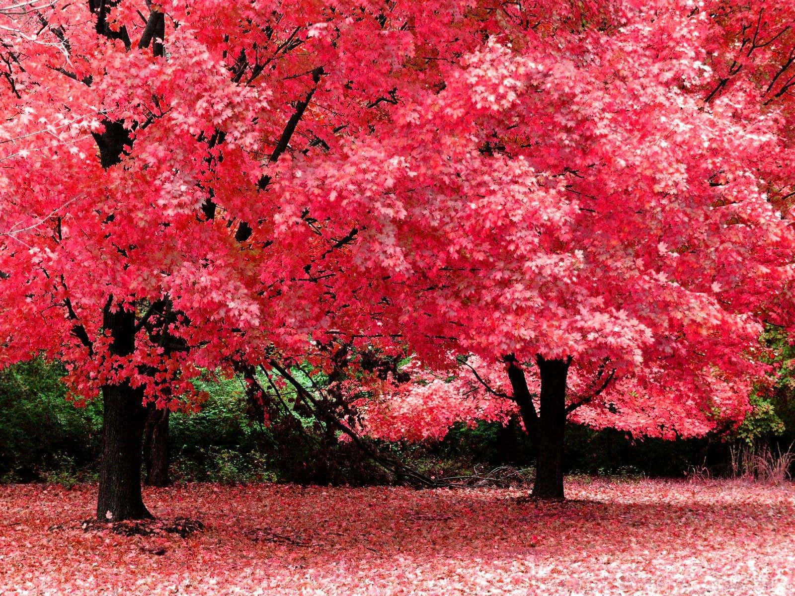 Pink Cherry Blossom Autumn Trees Landscape Wallpaper