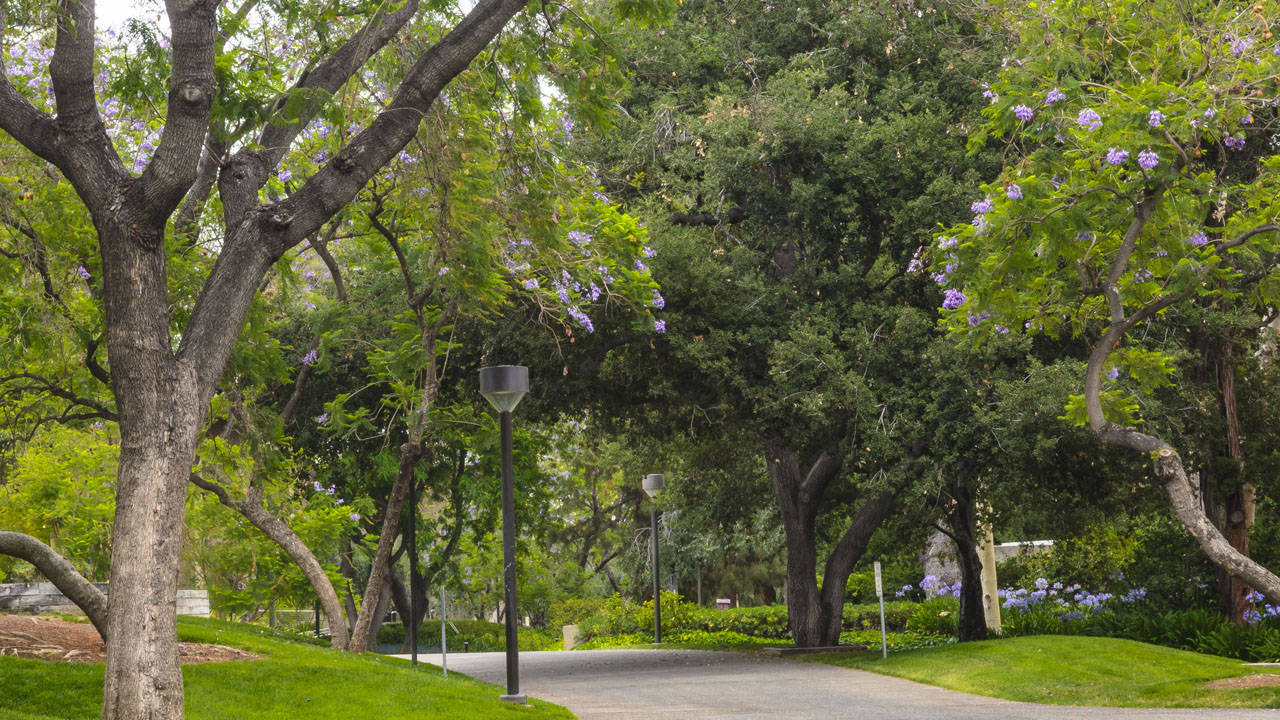 Trees Near Pathway Of Caltech Wallpaper