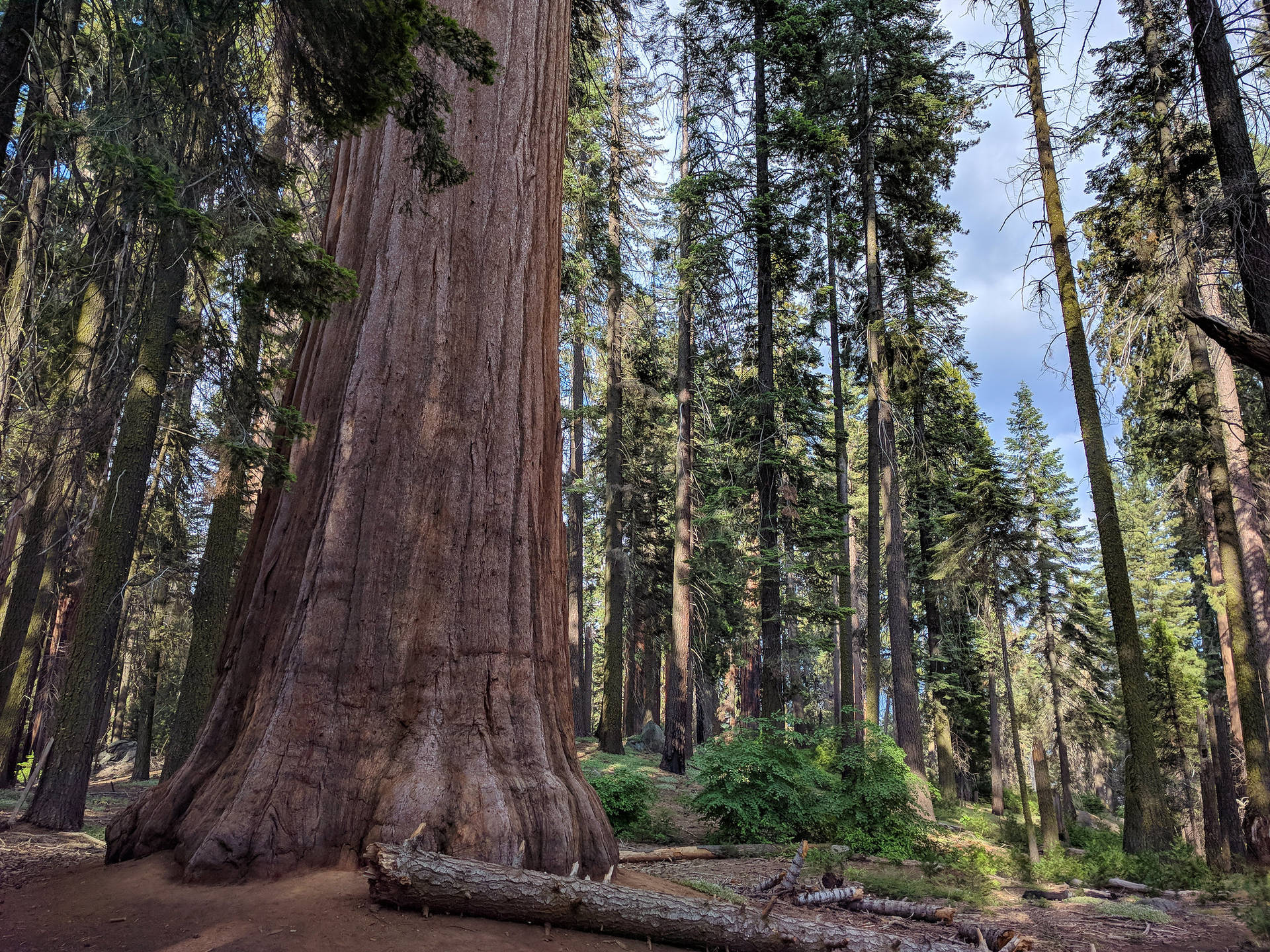 Trädfrån Sequoia National Park Wallpaper