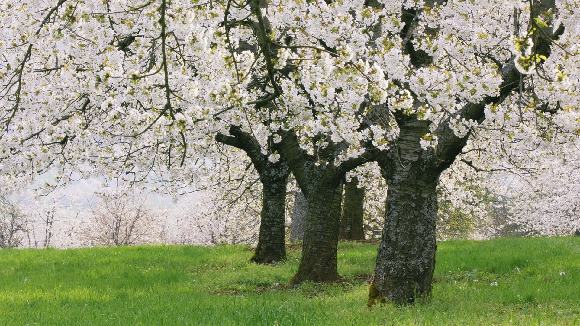 A Group Of Trees With White Blossoms In The Grass