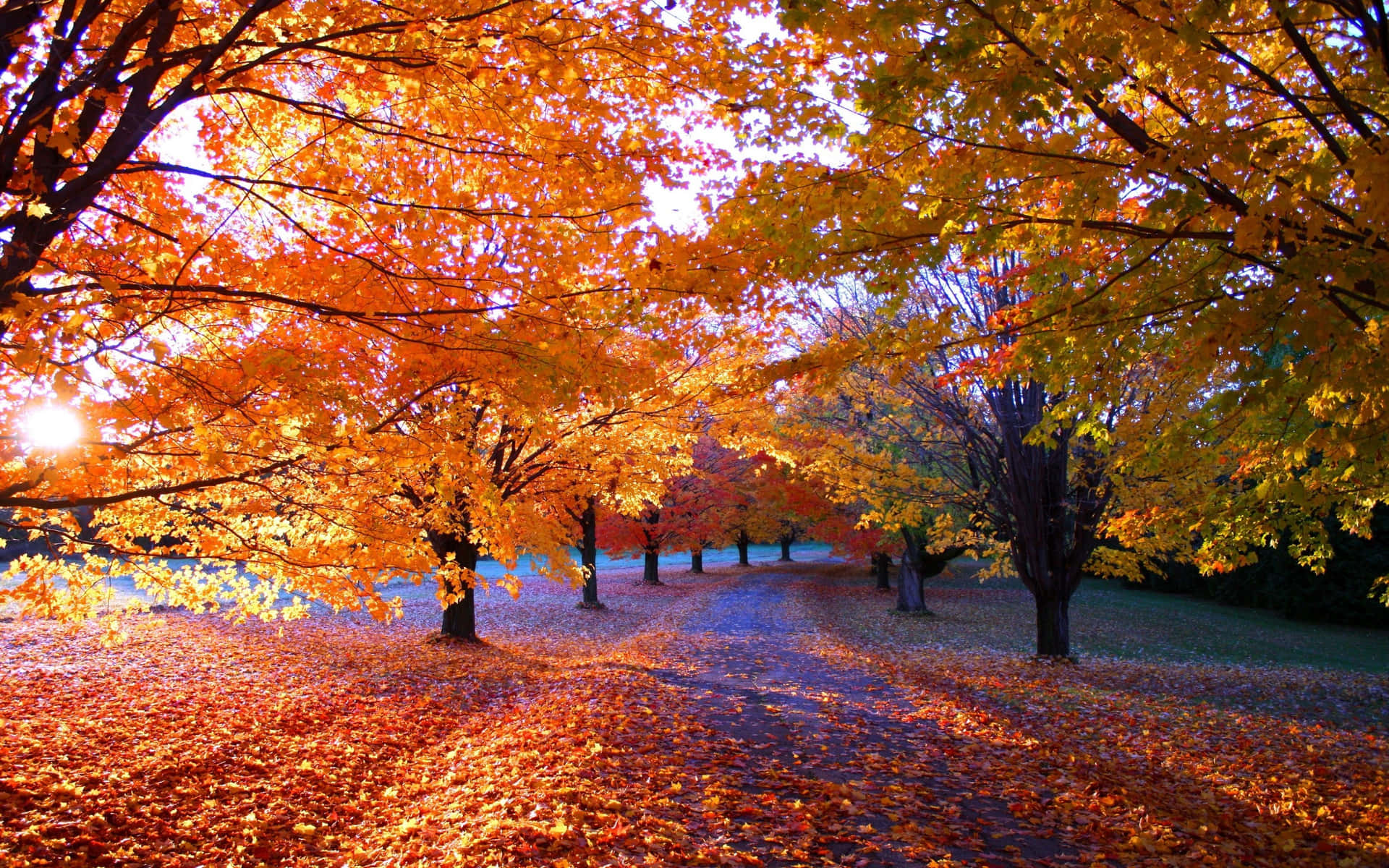 An idyllic autumn forest