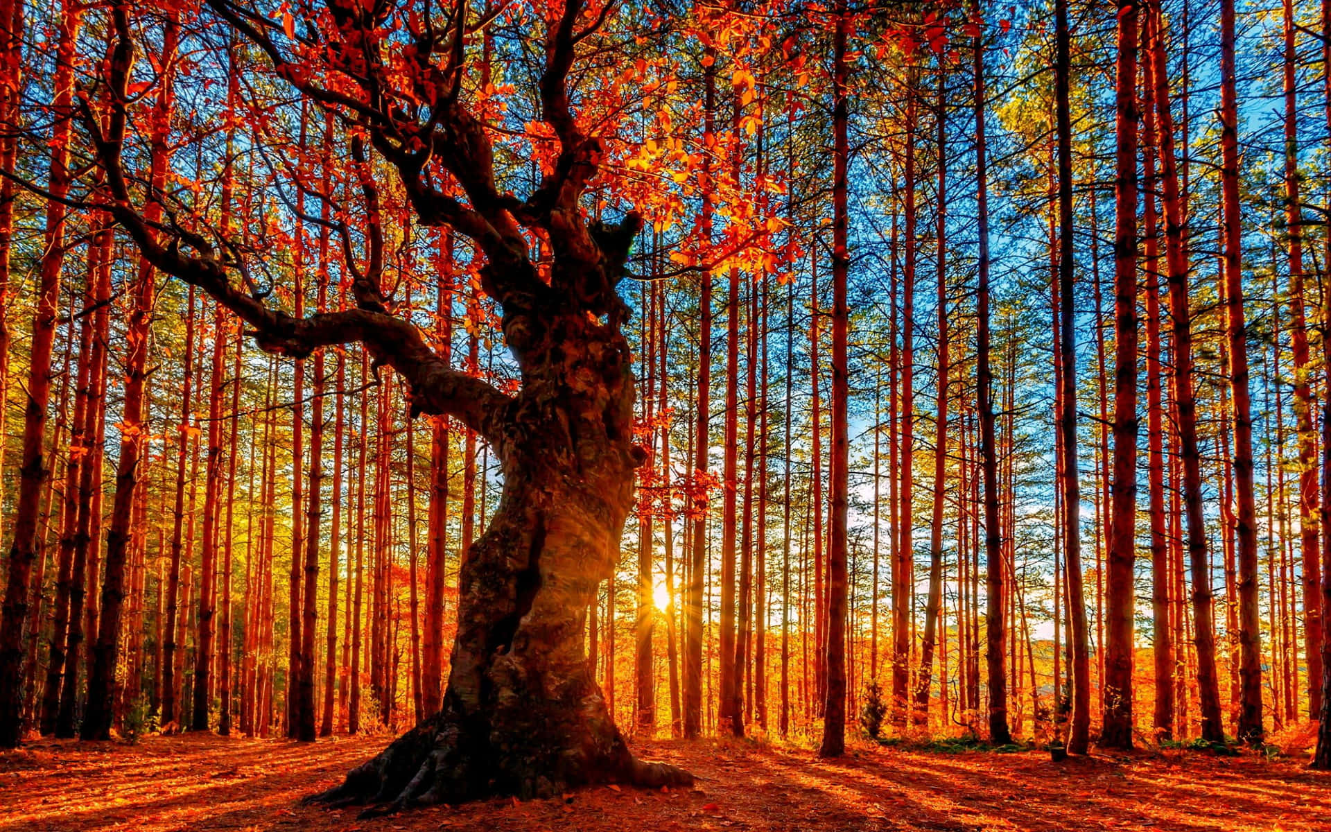 Ettträd I Skogen Med Solen Som Skiner På Det