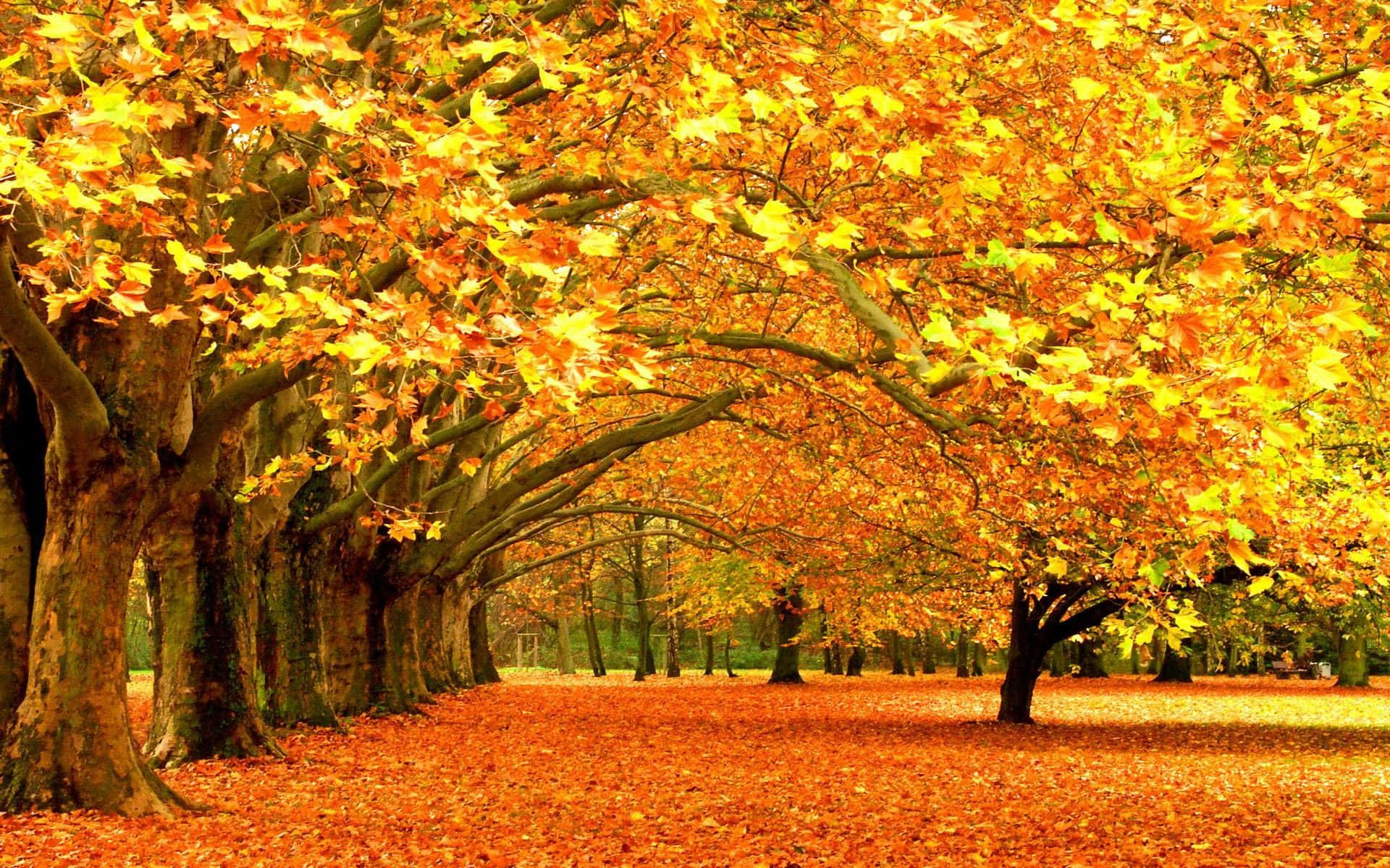 Golden Autumn Maple Trees Wide Shot Wallpaper