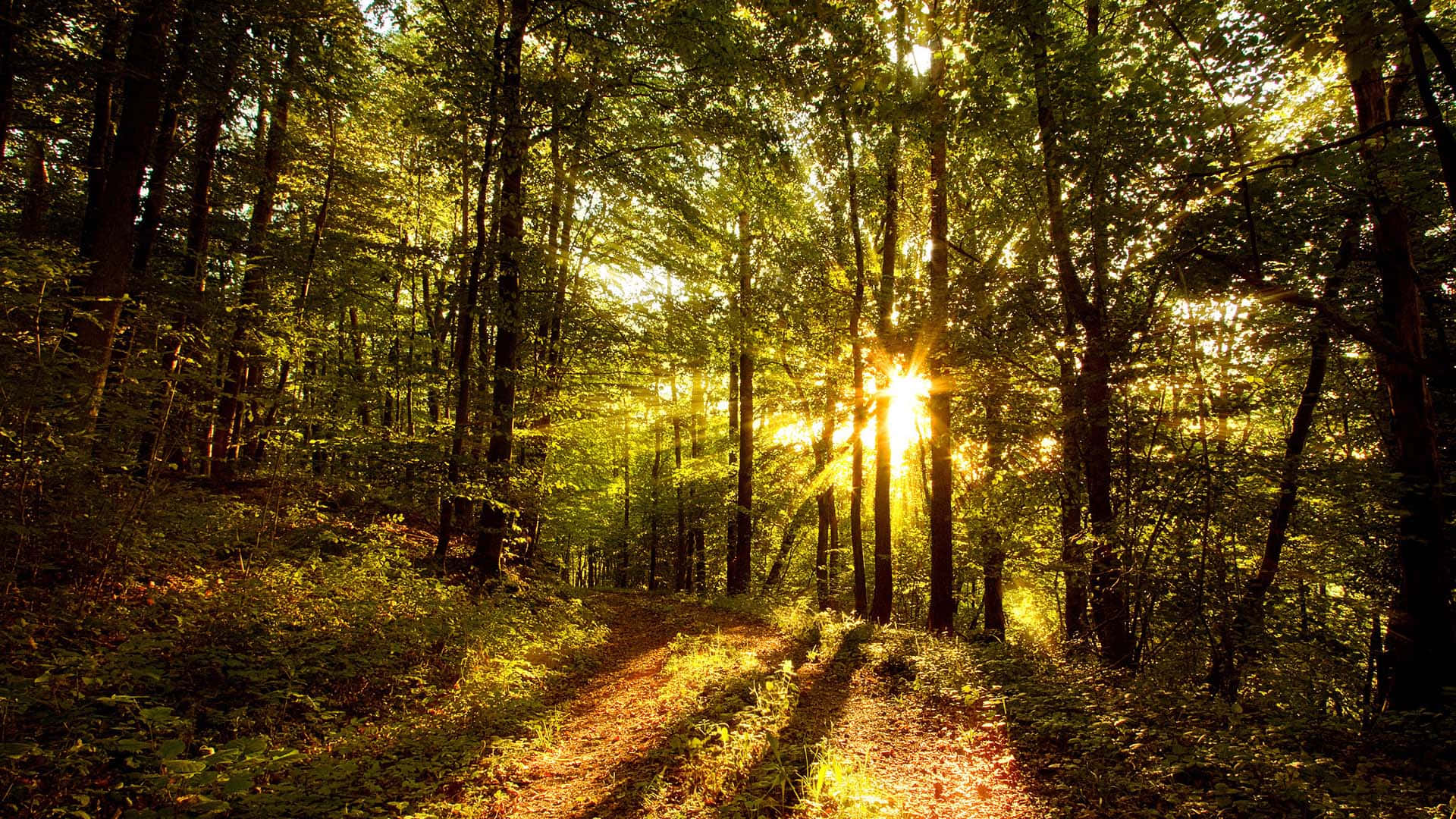 Glorious Forest Trees With Sun Rays Photograph Wallpaper