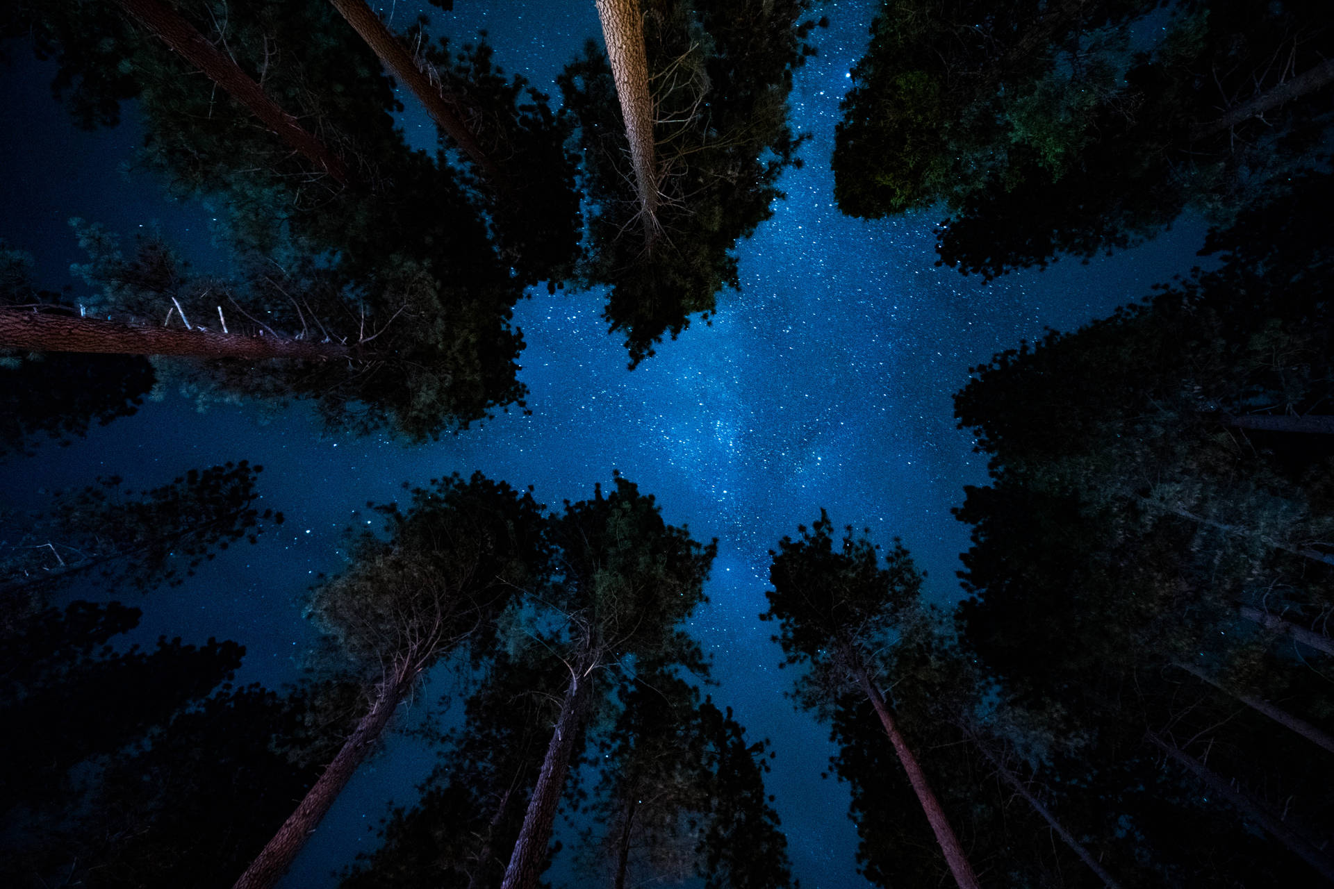 Low angle photography of trees under the blue galaxy