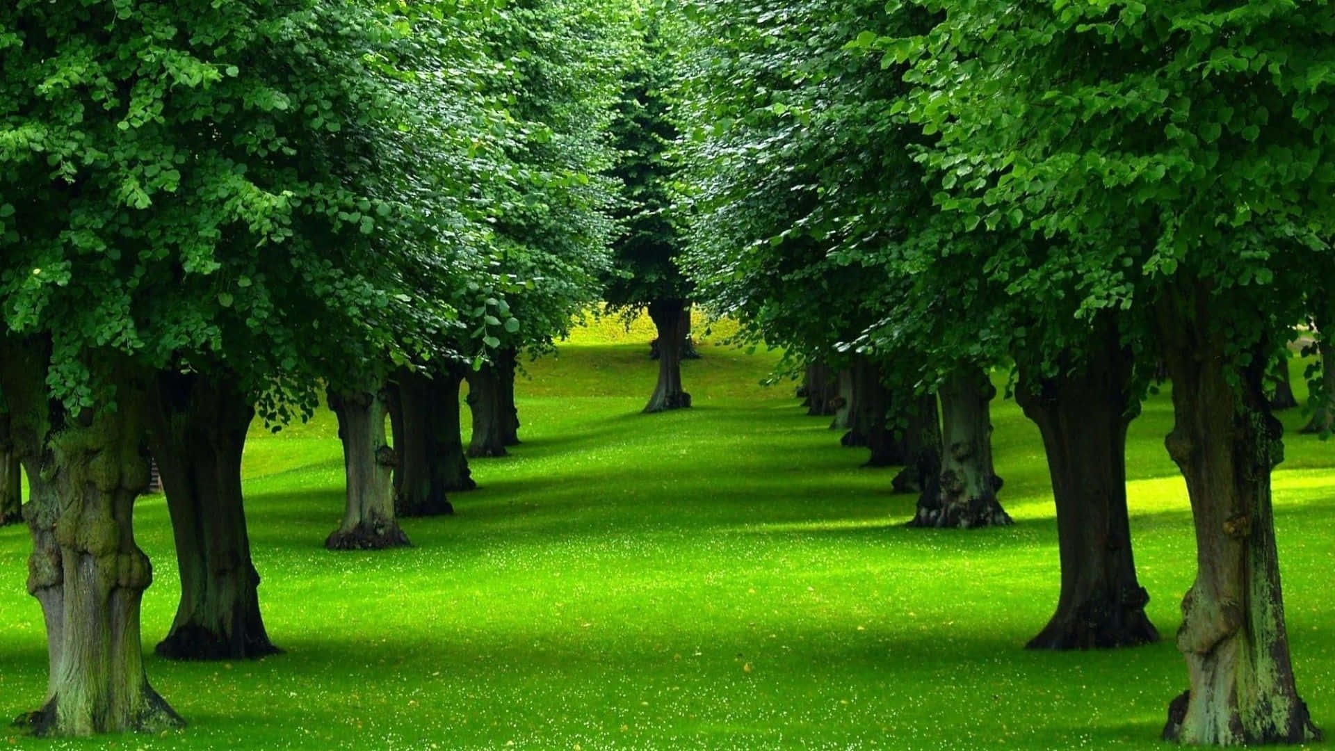 Beautiful Field Trees With Green Grass Wallpaper