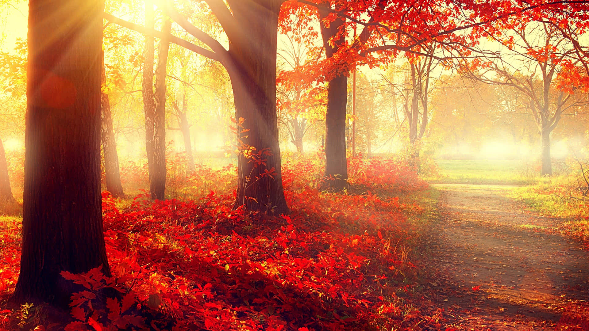 Red Maple Trees Autumn Aesthetic Wallpaper