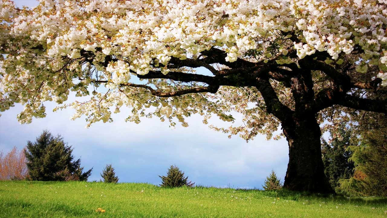 Spring White Cherry Blossom Tree Wallpaper