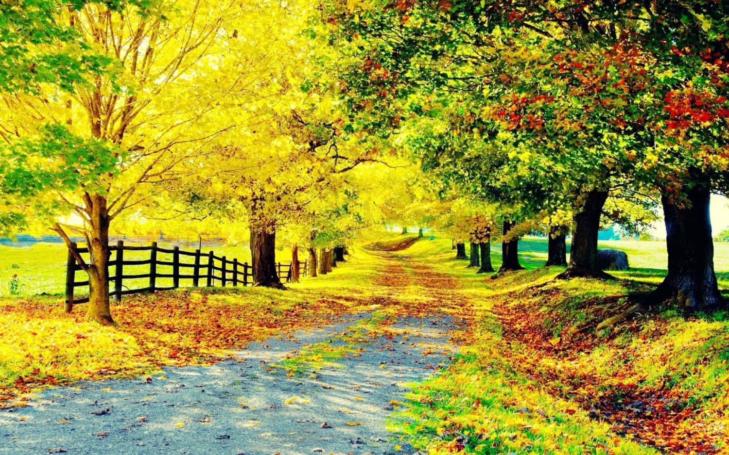 Provincial Road Path With Autumn Season Trees Wallpaper