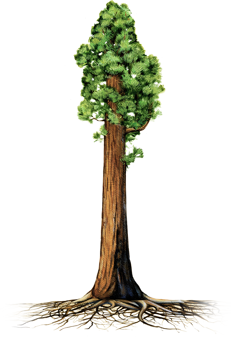 Treewith Exposed Roots Illustration PNG