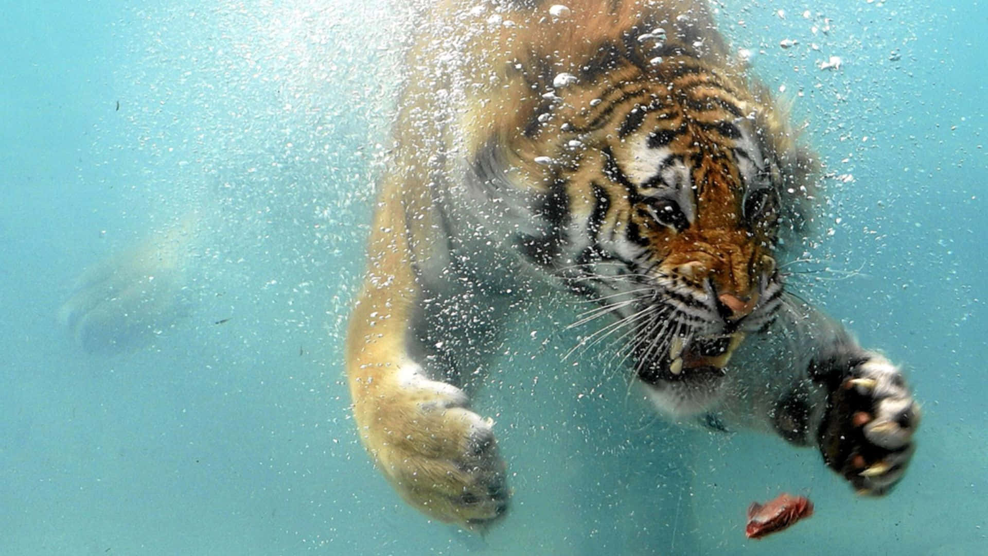 Tremendous Tiger Swimming Underwater Wallpaper