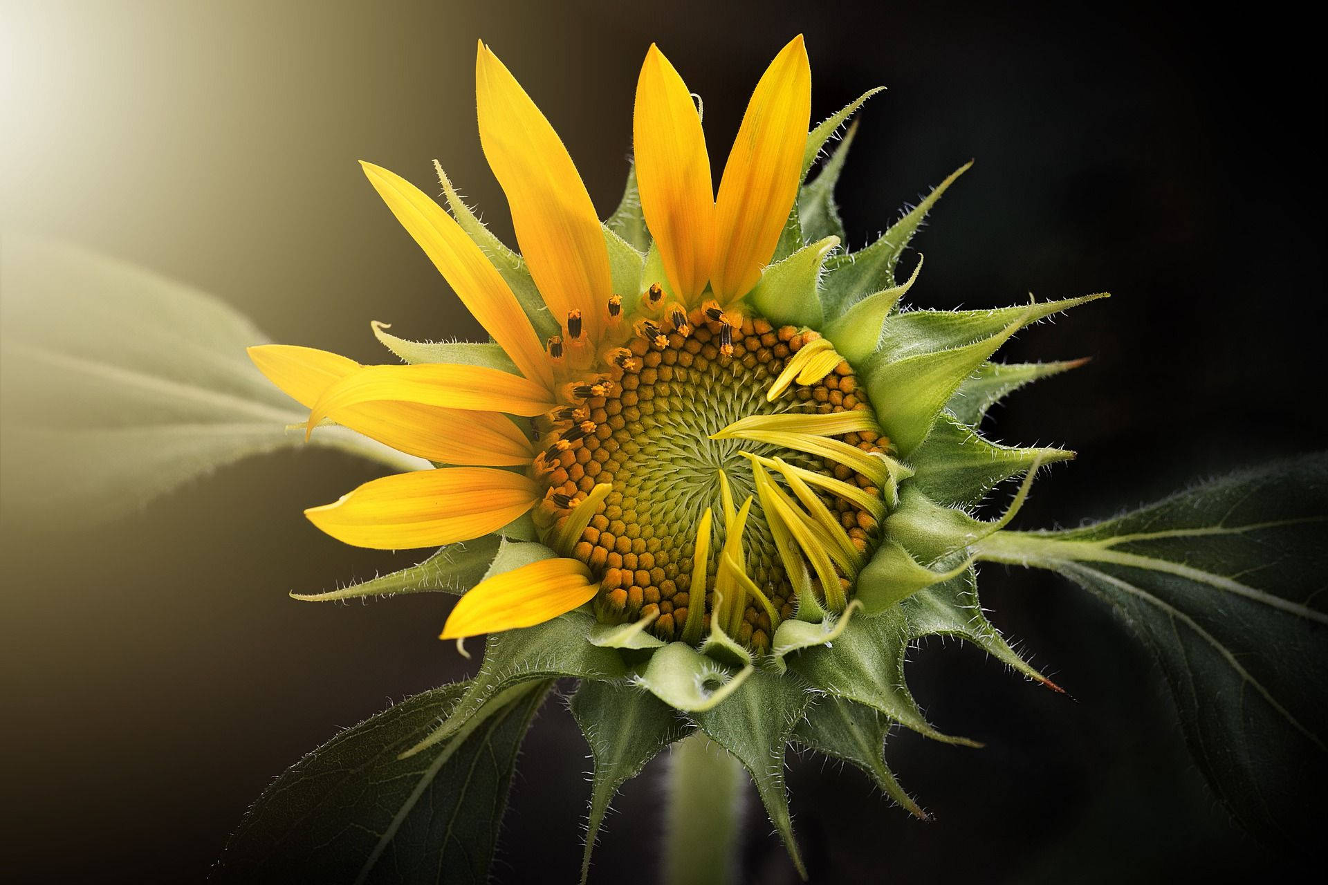 Trending Mystery Mega Sunflower Background