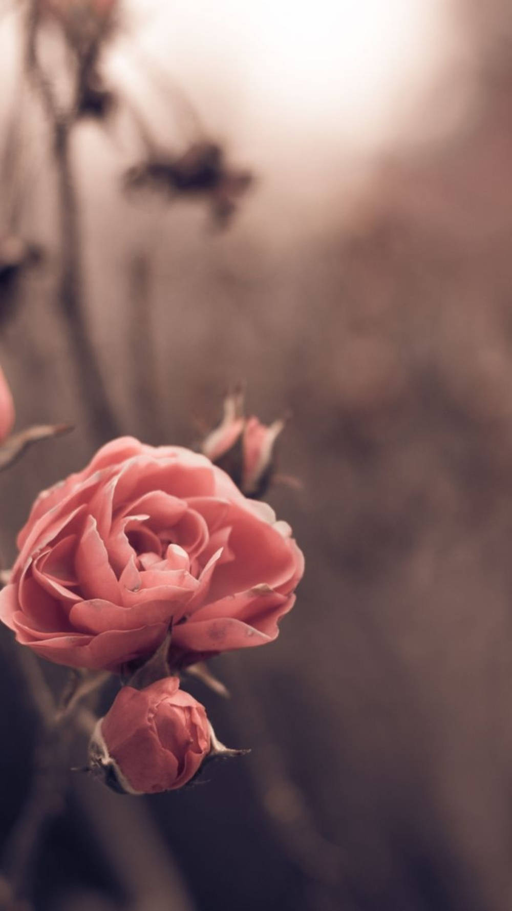 Tendensen pink kronblade rose blomster stribe mønster tapet Wallpaper