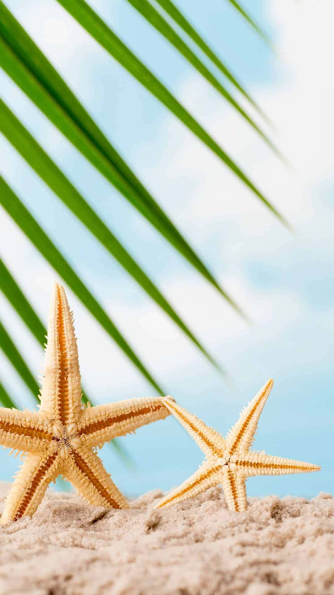 Two Starfish On The Beach With Palm Leaves Wallpaper