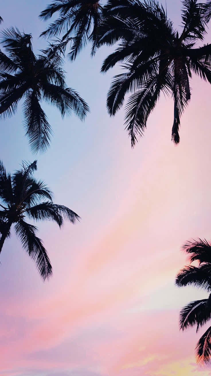 Sunset And Palm Trees Trendy Summer Iphone Wallpaper