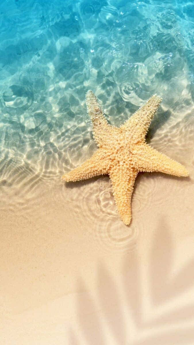 Download Starfish On The Beach With Palm Trees Wallpaper | Wallpapers.com