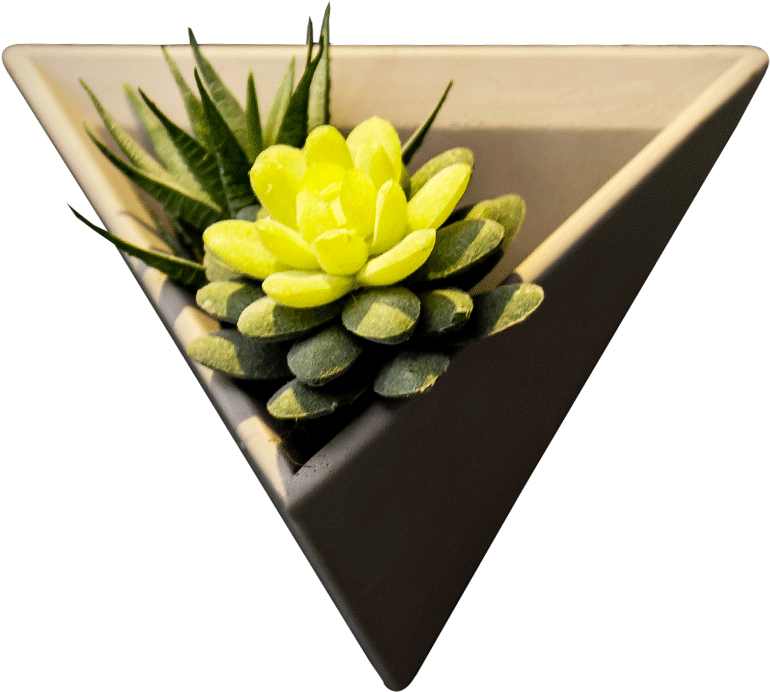 Triangular Planter With Succulent PNG — A vibrant yellow succulent blooms in a sleek triangular planter with dark green spiky leaves against a stark black background.