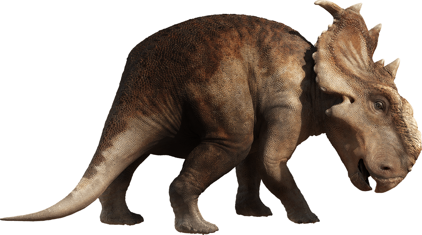 Triceratops Dinosaur Illustration PNG