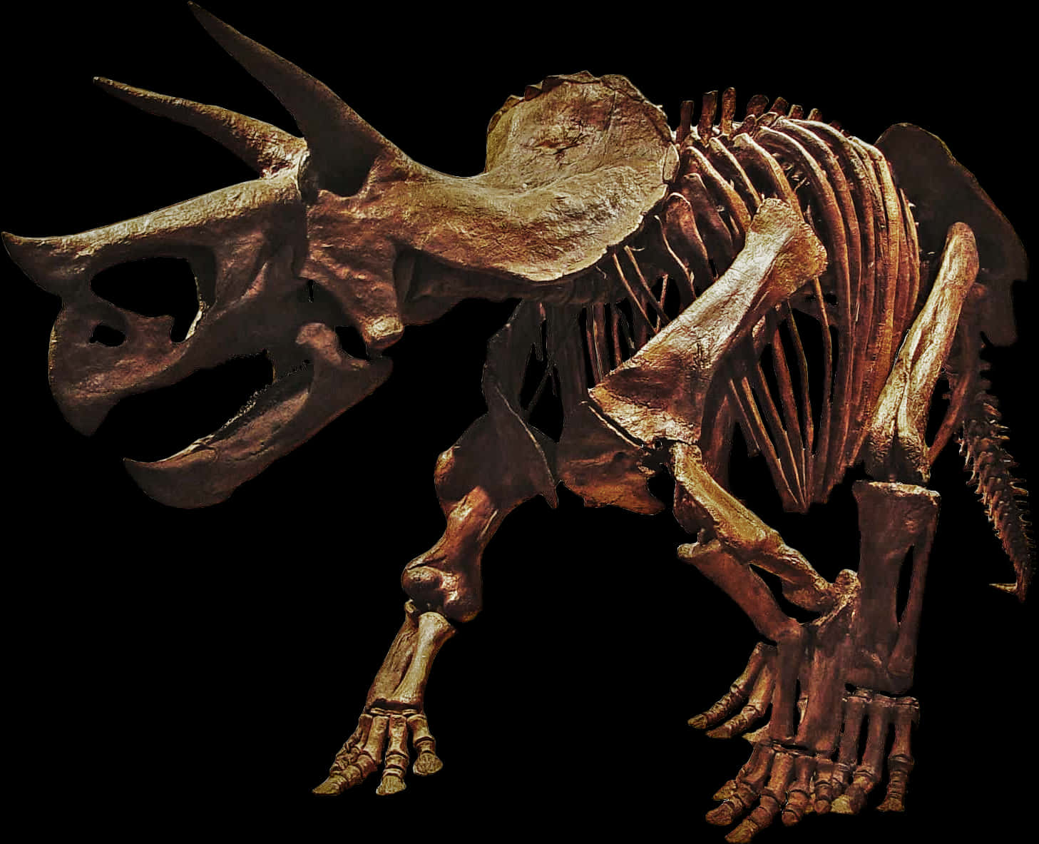 Triceratops Skeleton Exhibit PNG