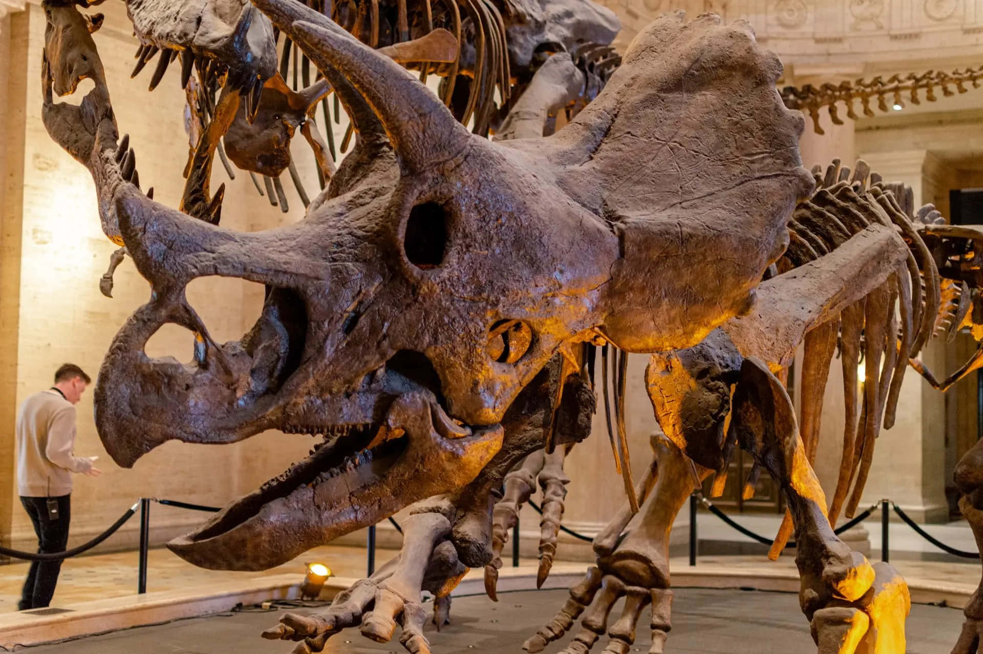 Triceratops Skeleton Exhibit Natural History Museum Wallpaper