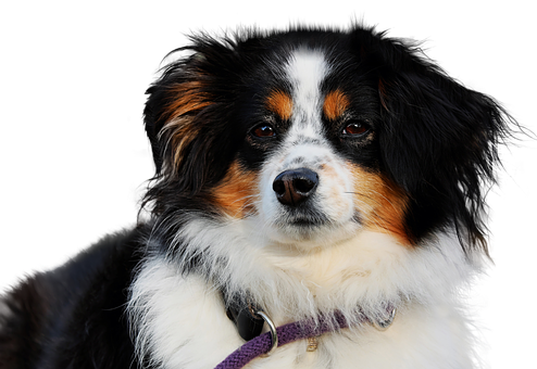 Tricolor Australian Shepherd Portrait PNG