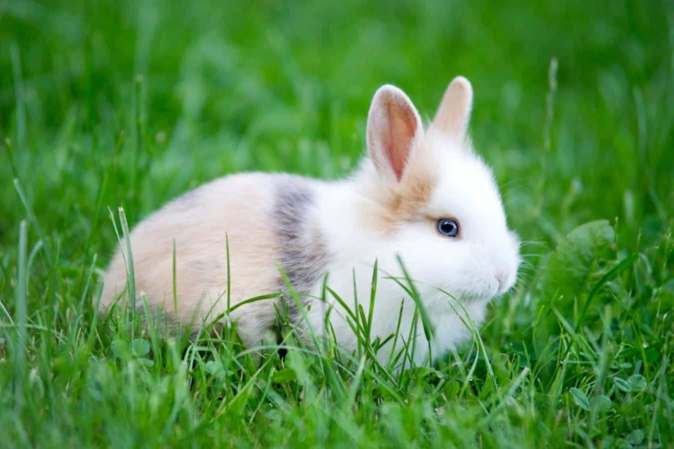 Tricolor Cute Bunny Picture