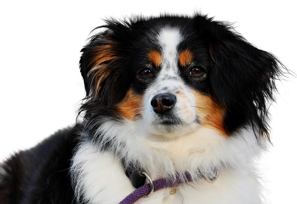 Tricolor Dog Portrait PNG