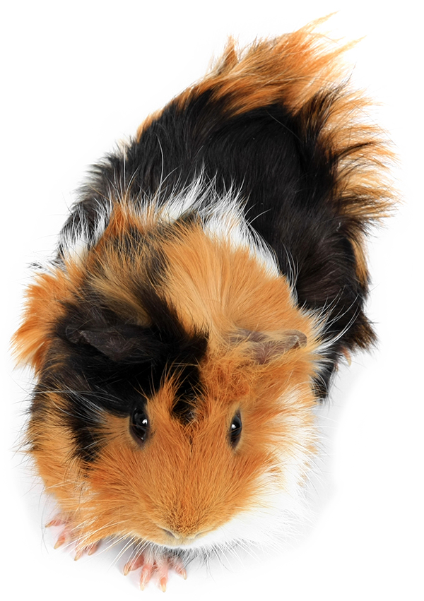 Tricolor Guinea Pig Top View PNG