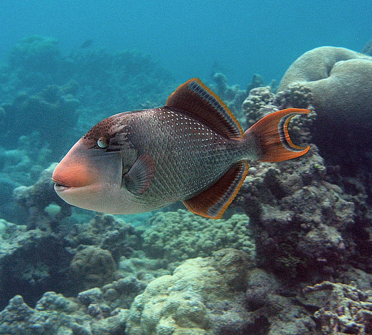 Ikan Trigger Berenang Dekat Terumbu Karang Wallpaper