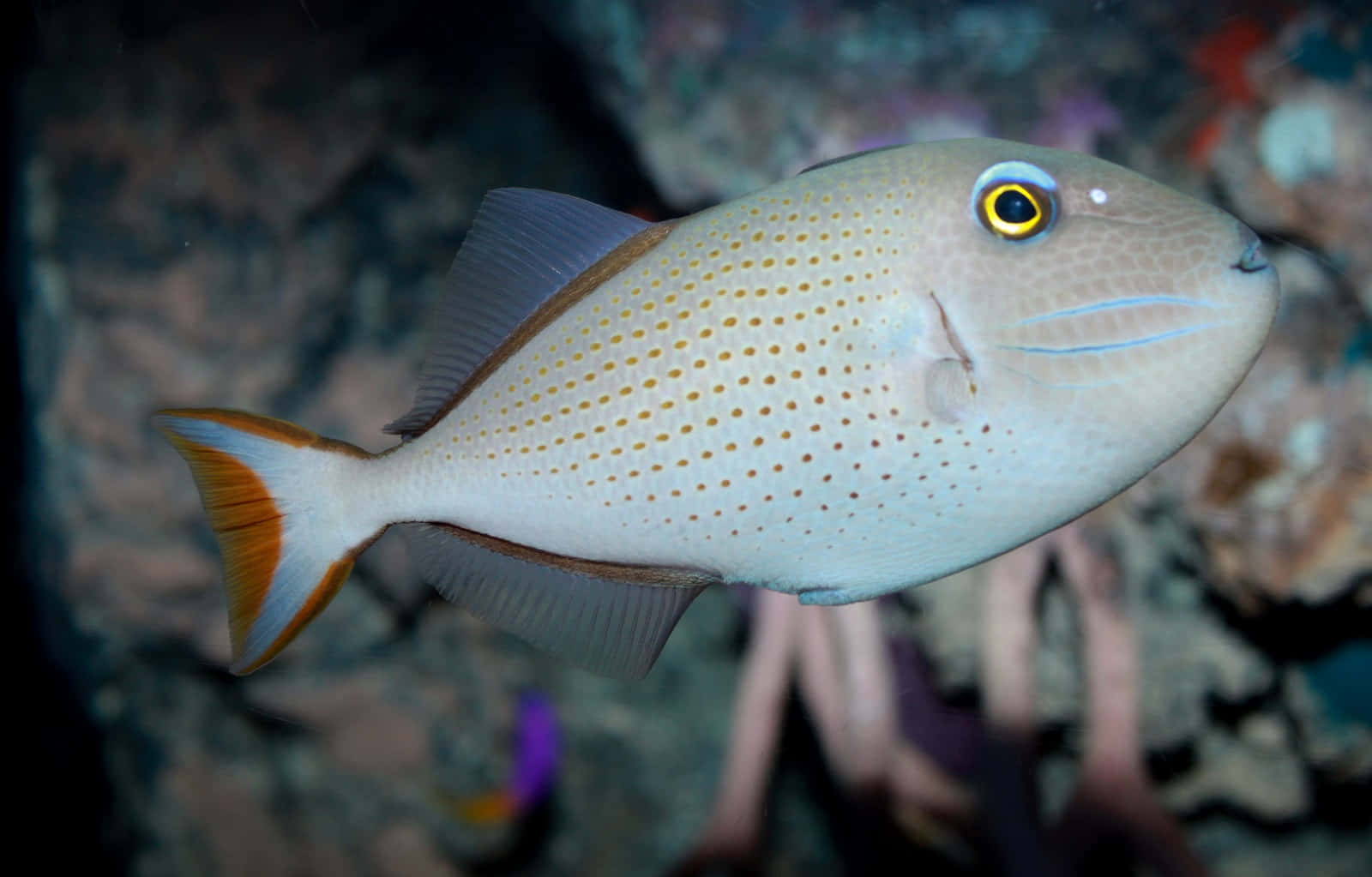 Triggerfish Swimming Near Coral Reef Wallpaper