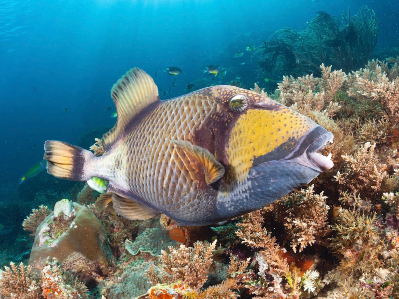 Ikan Trigger Berenang Di Atas Terumbu Karang Wallpaper