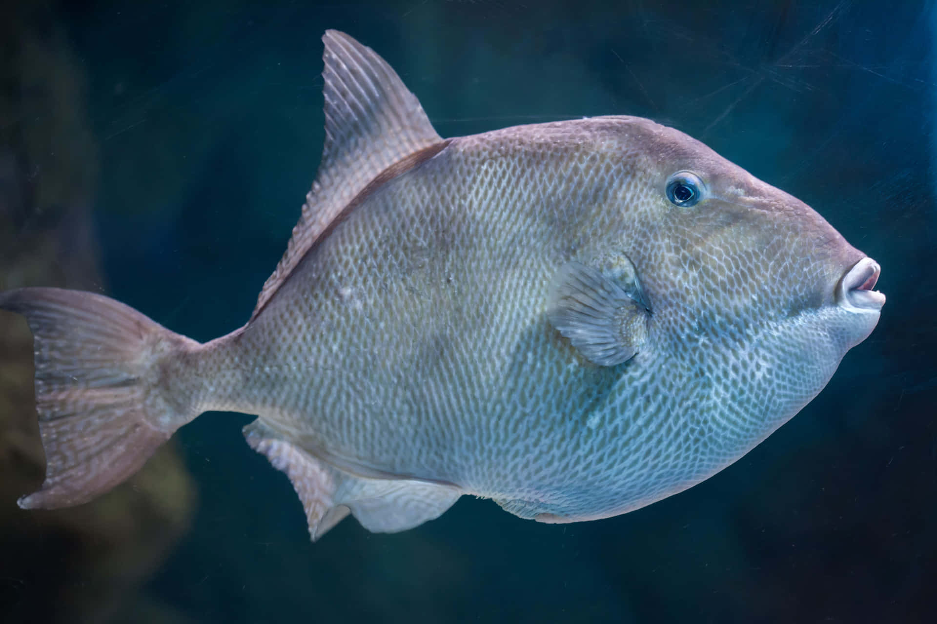 Triggerfish Svømmer Under Vann.jpg Bakgrunnsbildet