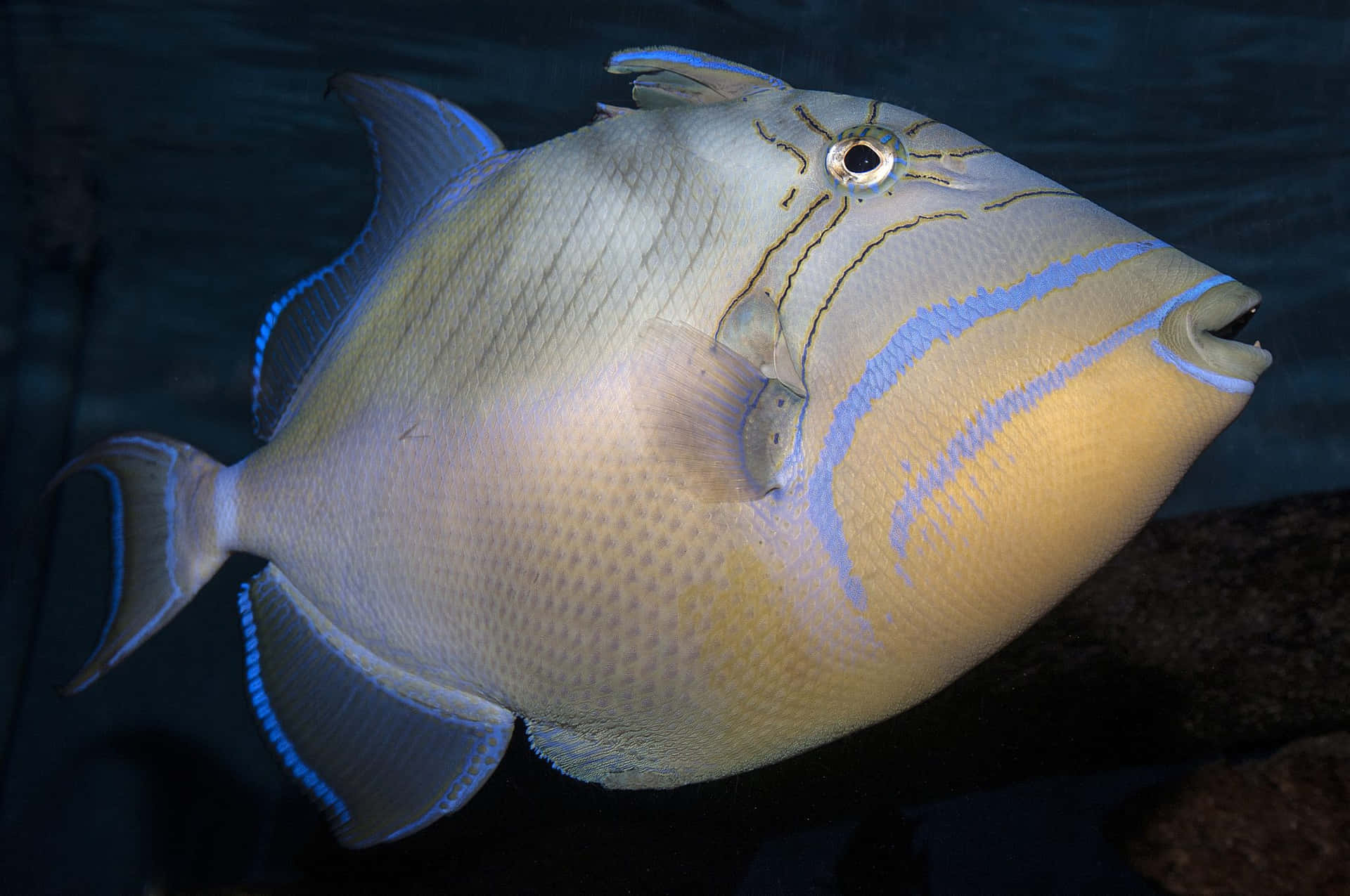 Triggerfish Svømmer Under Vann.jpg Bakgrunnsbildet