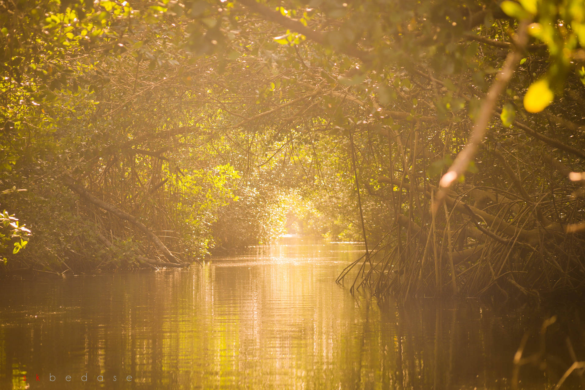 Trinidadoch Tobago Caroni Swamp - width=