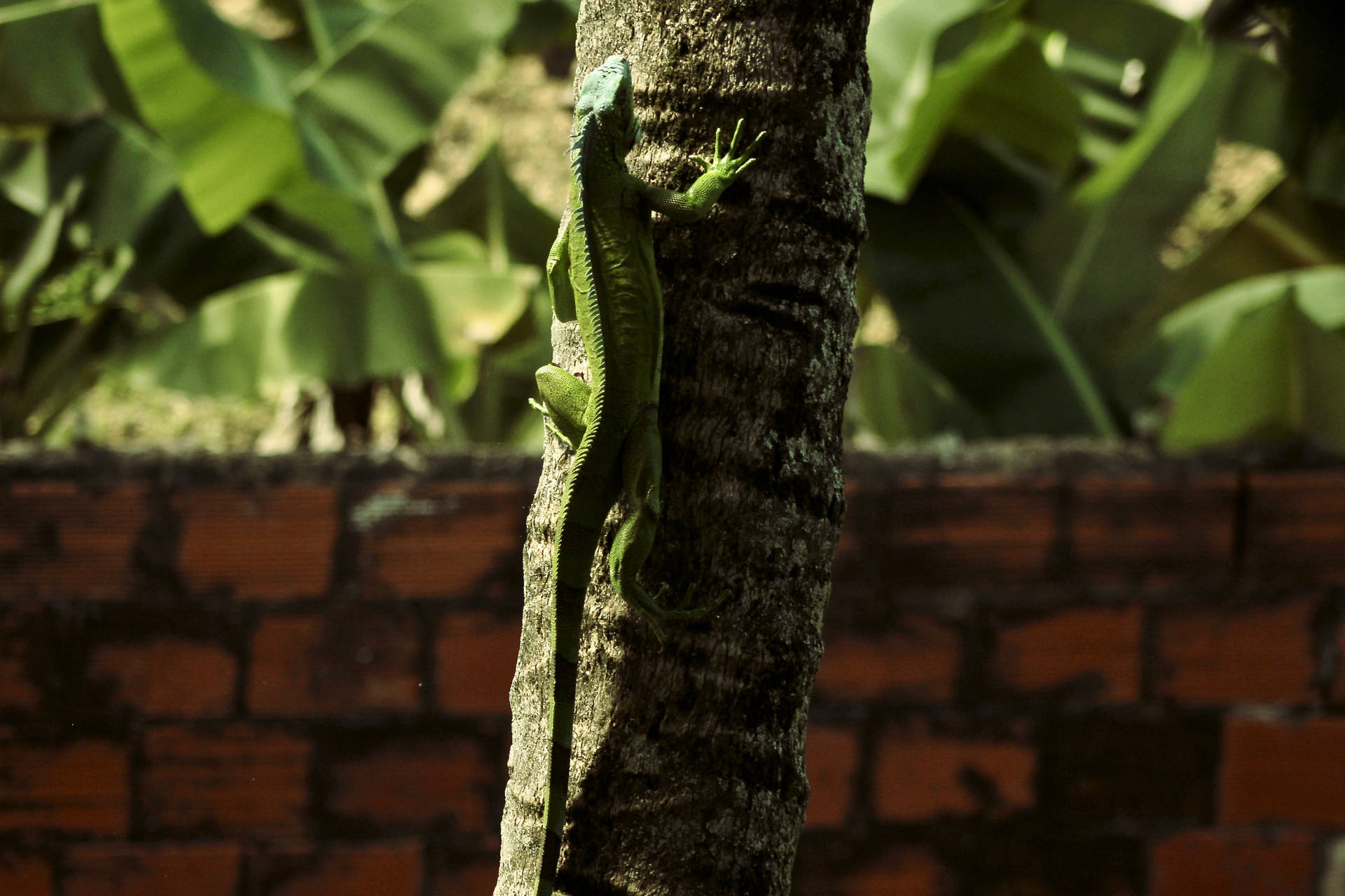 Trinidad E Tobago Iguana Verde Sfondo