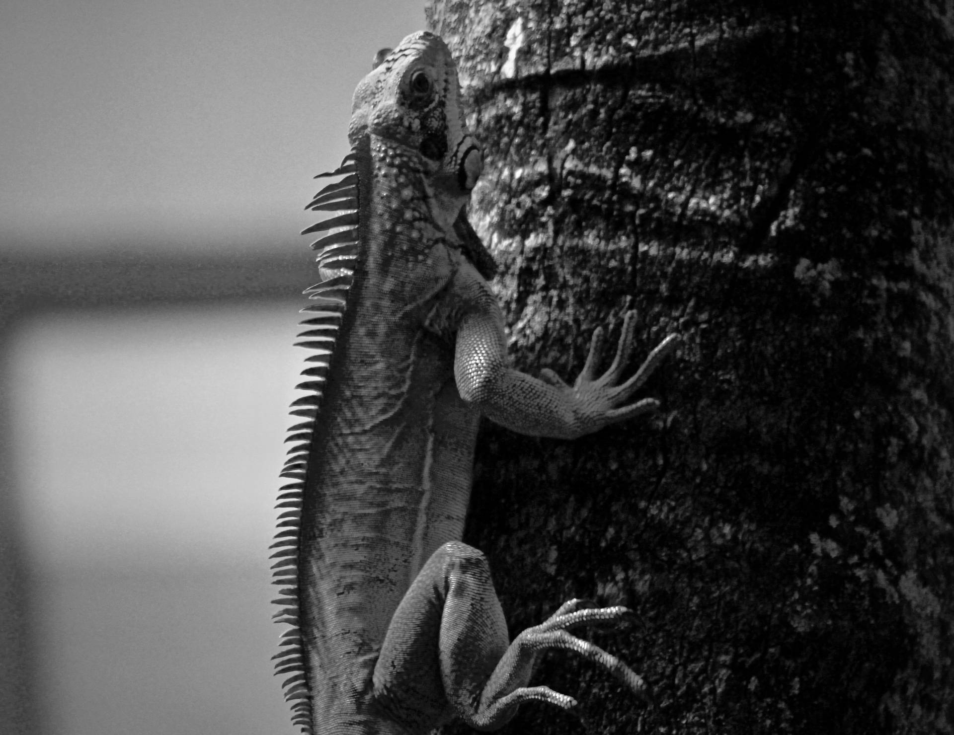 Iguana Monocromatica Di Trinidad E Tobago Sfondo