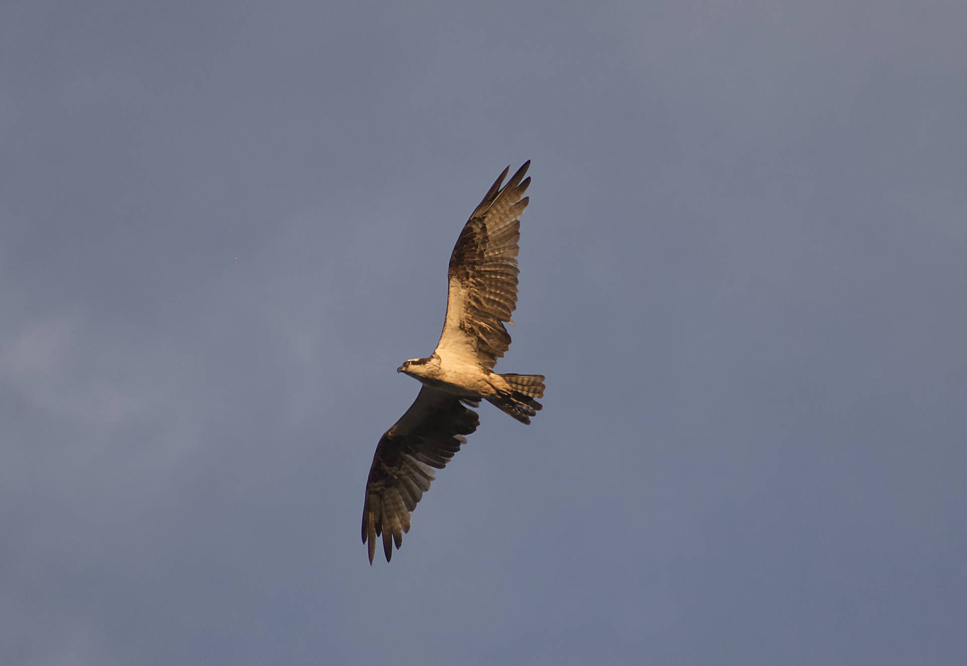 Falco Pescatore Di Trinidad E Tobago Sfondo
