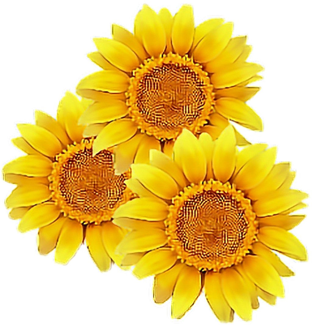 Triple_ Sunflower_ Clipart.png PNG