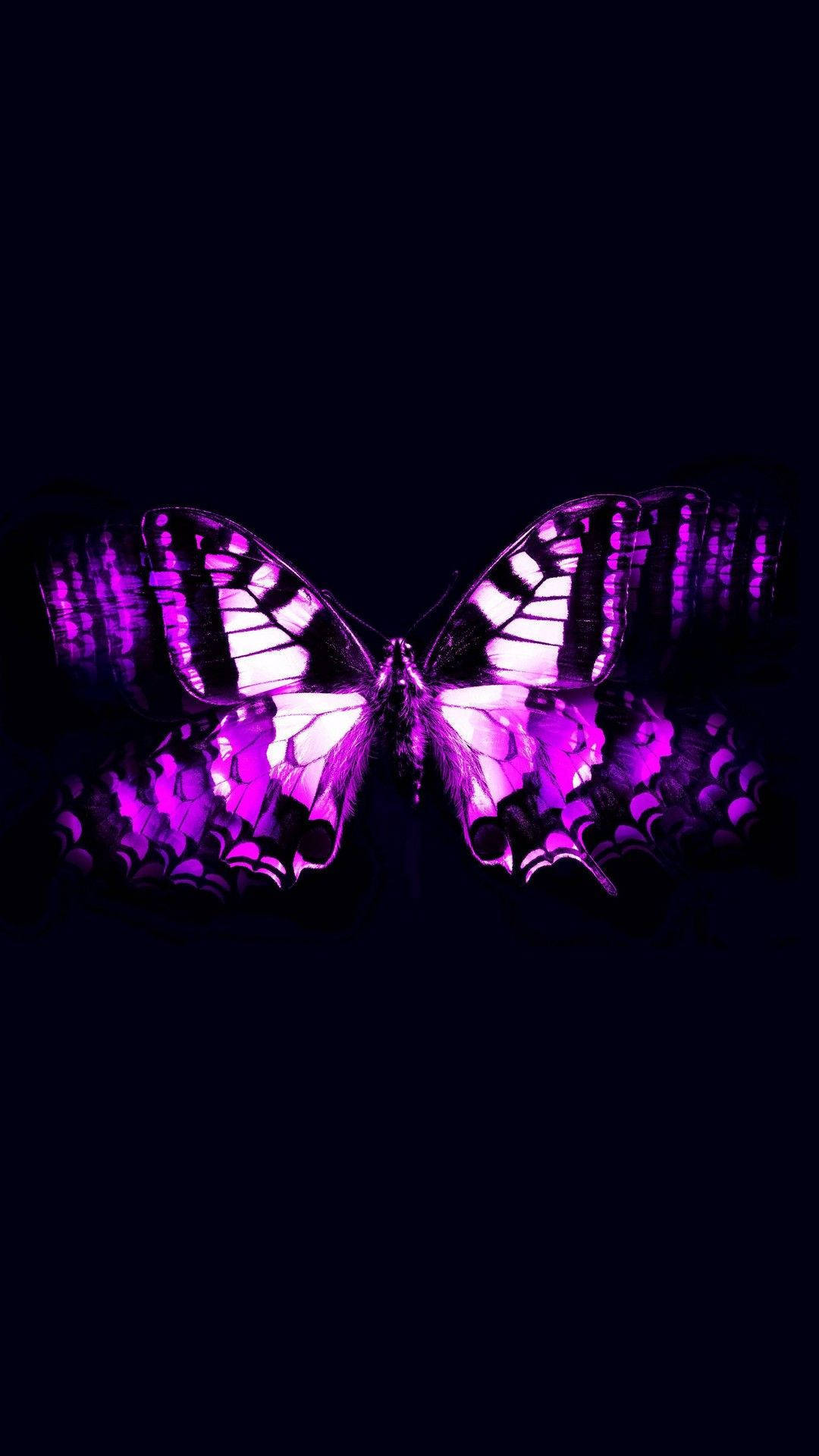 A Purple Butterfly With Black Wings On A Black Background Wallpaper