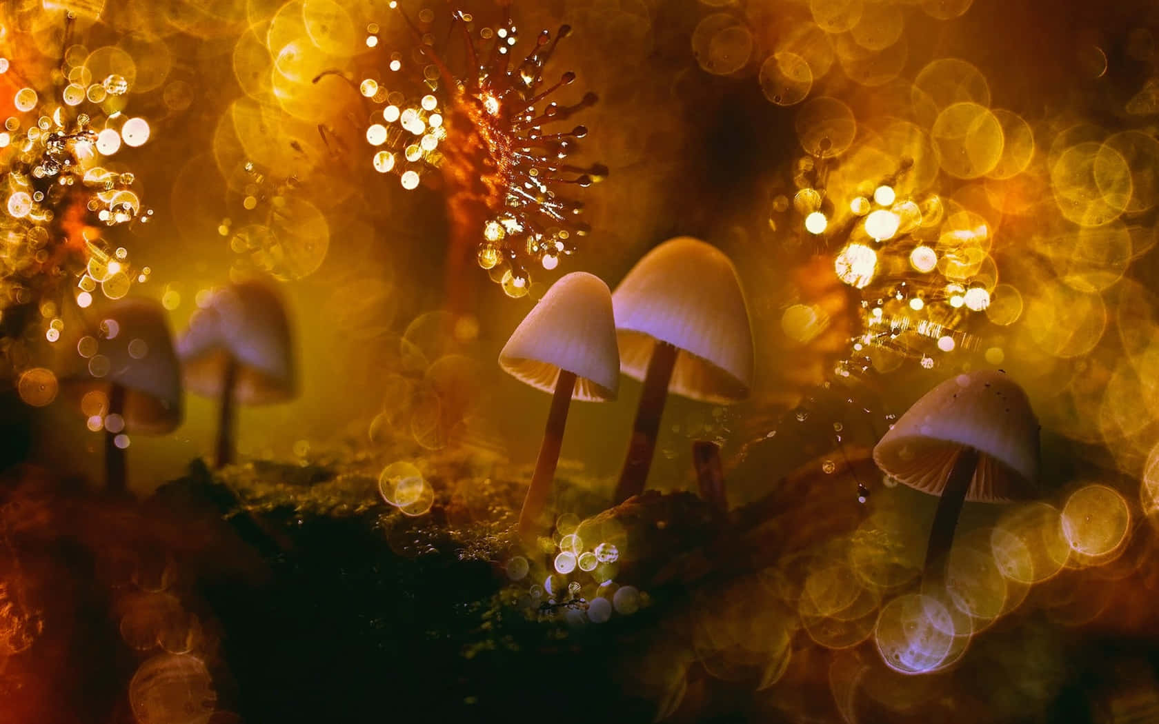 Troop Of Psilocybe Fungus On Glowing Bokeh Backdrop Background
