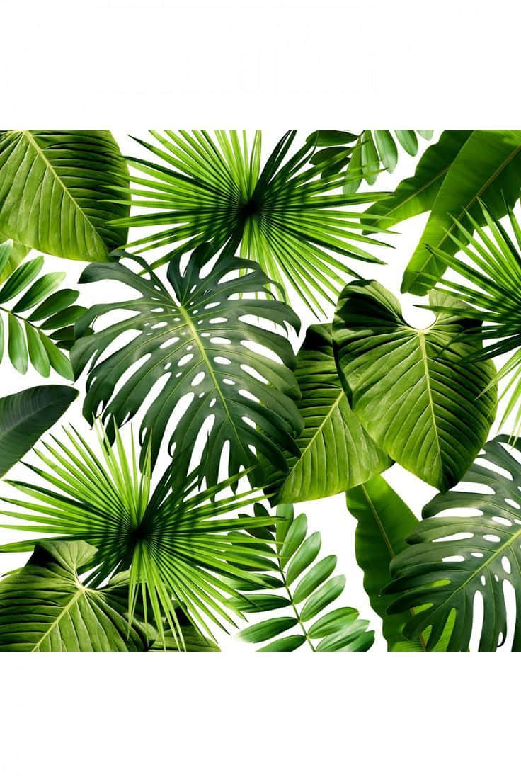 Tropiskestetisk Storbladig Wallpaper
