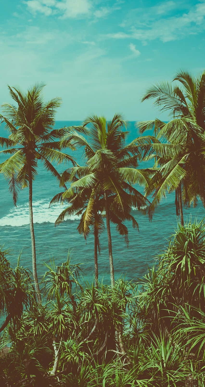Tropical Aesthetic Coconut Tree Wallpaper