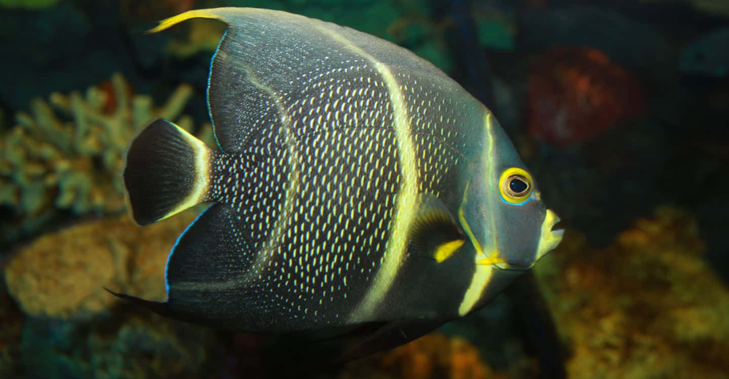 Tropical Angelfish Swimming In Vibrant Coral Reef Wallpaper