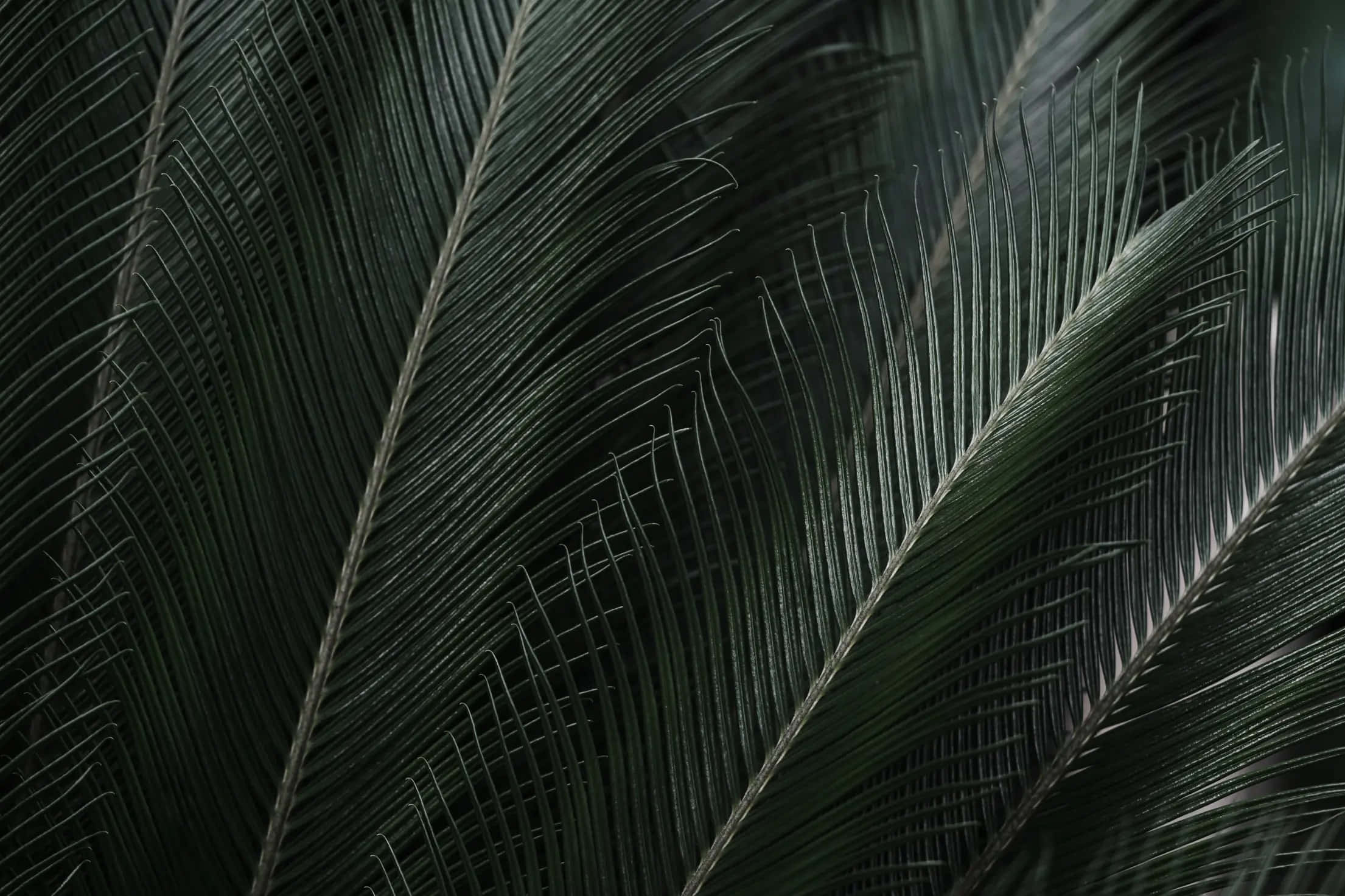 Welcome to Paradise - Close-Up of a Tropical Plant