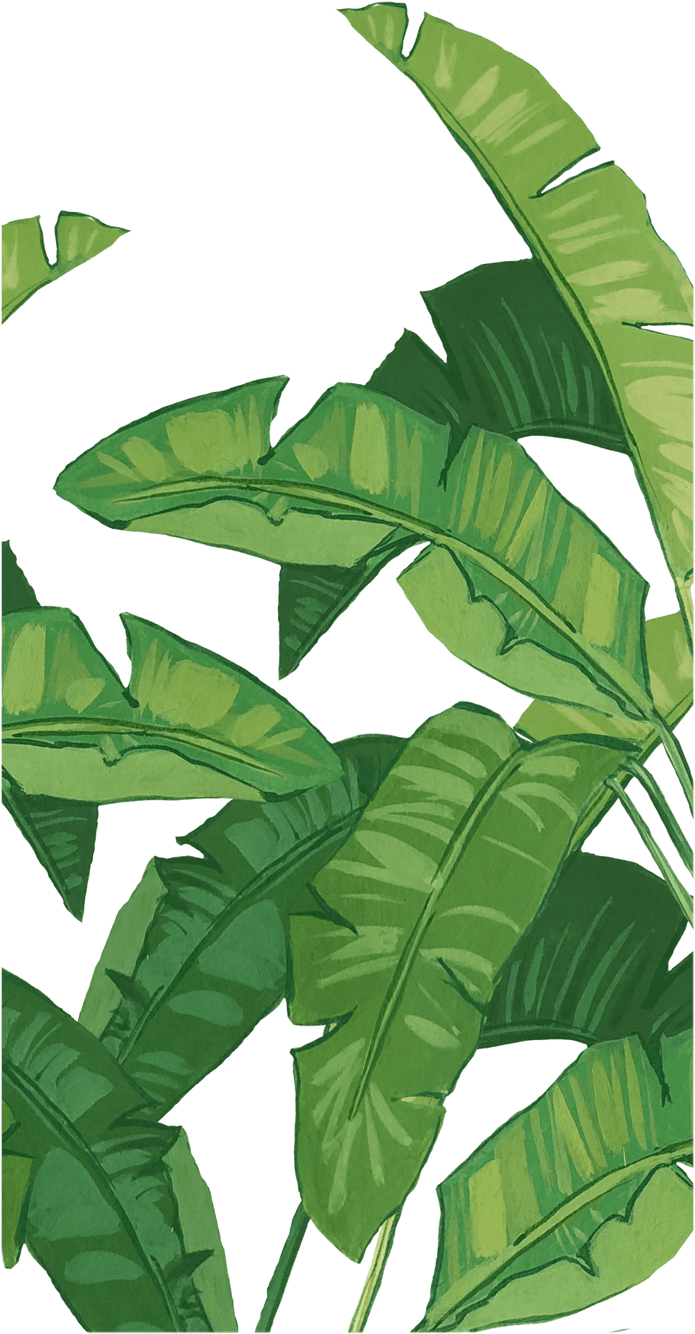 Tropical Banana Leaves Artistic Background PNG