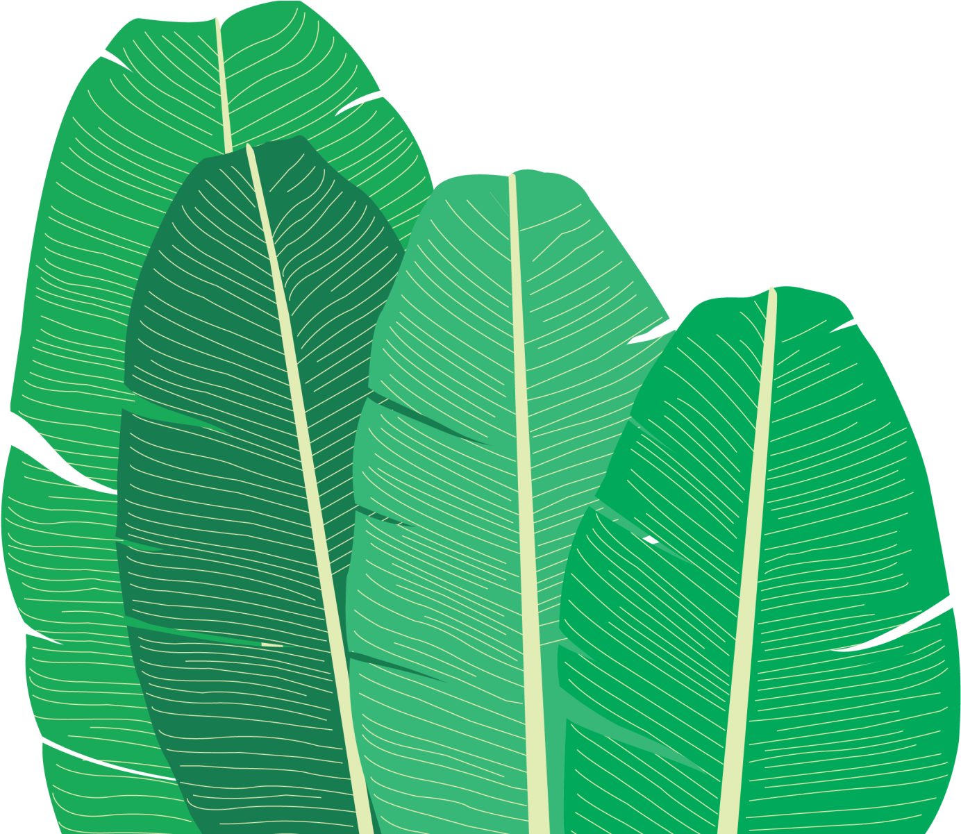 Tropical Banana Leaves Illustration PNG