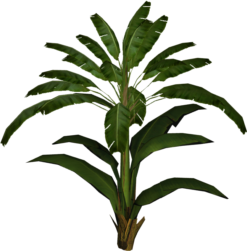 Tropical Banana Plant Isolated PNG