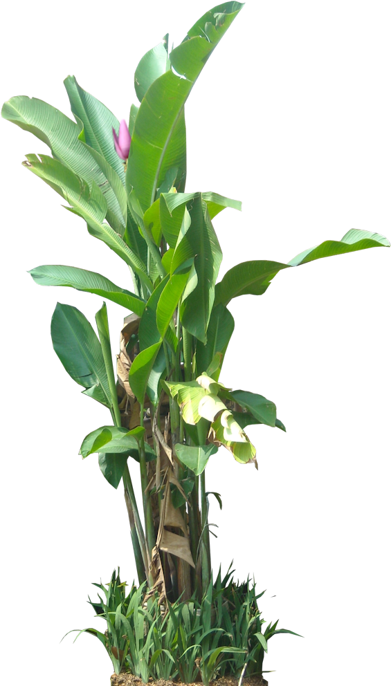 Tropical Banana Tree With Flower PNG