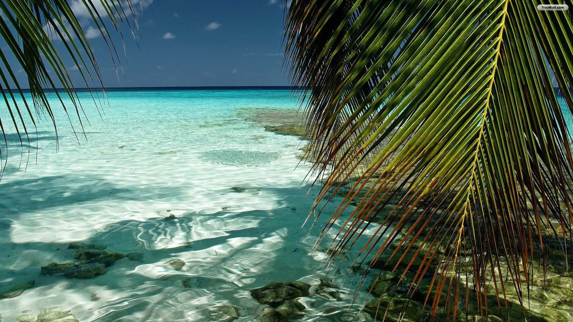 A Palm Tree Is Seen In The Water