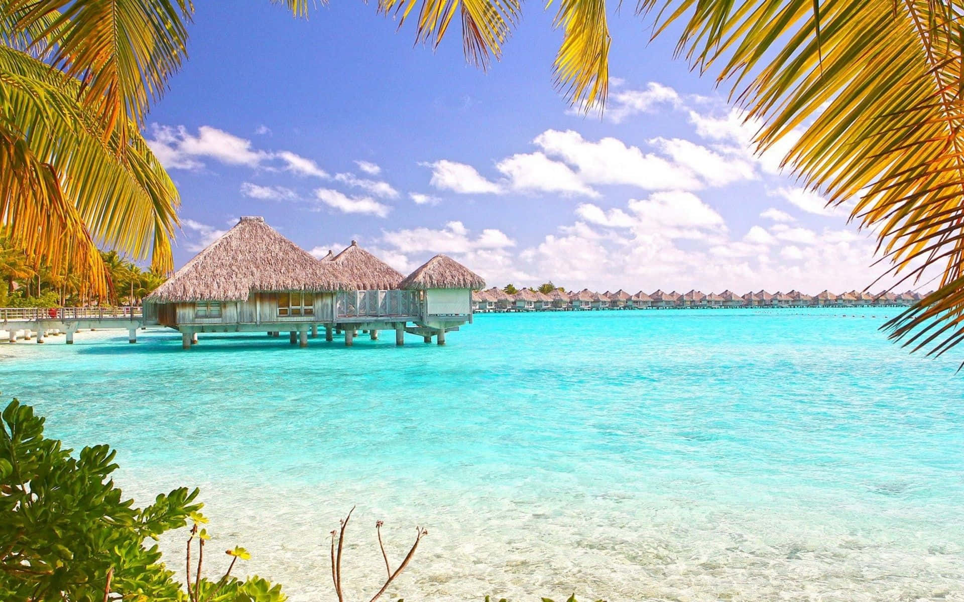 Enjoy the breathtaking view of a tropical beach.